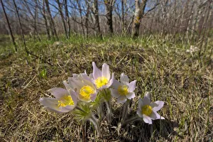 Canada, Manitoba, Prairie crocus in spring. Credit as: Mike Grandmaison / Jaynes Gallery Canada, Manitoba, Prairie crocus in spring. Credit as: Mike Grandmaison / Jaynes Gallery