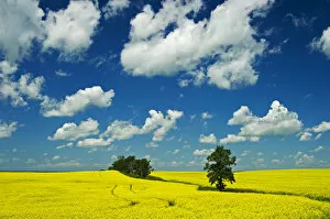 Images Dated 5th July 2007: Canada, Manitoba, Rathwell. Trees and canola crop