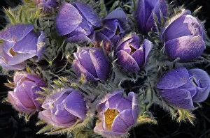 Canada, Manitoba, Sandilands Provincial Forest. Prairie crocus flowers close-up Canada, Manitoba, Sandilands Provincial Forest. Prairie crocus flowers close-up