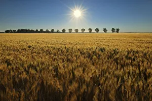 Canada, Manitoba, Starbuck. Sunrise on wheat crop Canada, Manitoba, Starbuck. Sunrise on wheat crop