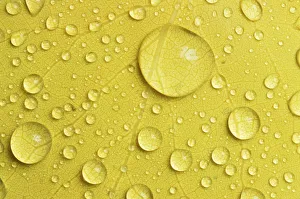 Canada, Manitoba, Whiteshell Provincial Park. Rain drops on aspen leaf in autumn Canada, Manitoba, Whiteshell Provincial Park. Rain drops on aspen leaf in autumn