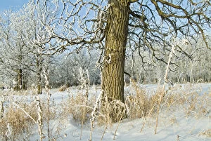 Images Dated 28th December 2004: Canada, Manitoba, Winnipeg. Hoarfrost at edge of Seine River Forest