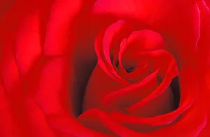 Canada, Manitoba, Winnipeg. Detail of red rose Canada, Manitoba, Winnipeg. Detail of red rose