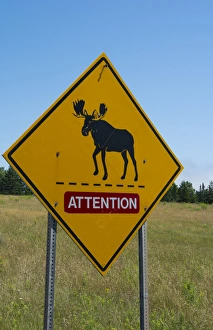 Canada near St Martins New Brunswick Moose Crossing on Trans Canada Highway #1 Canada near St Martins New Brunswick Moose Crossing on Trans Canada Highway #1