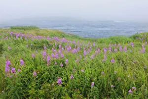 Canada, Nova Scotia, Bay of Fundy. Fireweed and fog on bay Canada, Nova Scotia, Bay of Fundy. Fireweed and fog on bay