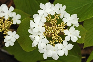 Canada, Ontario, Dorset. Flowers on hobblebush shrub Canada, Ontario, Dorset. Flowers on hobblebush shrub