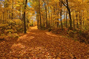 Canada, Ontario, Fairbank Provincial Park. Sugar maple tree leaves cover road in autumn Canada, Ontario, Fairbank Provincial Park. Sugar maple tree leaves cover road in autumn