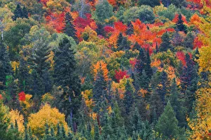 Canada, Ontario, Mississauga Provincial Park. Autumn colors in forest Canada, Ontario, Mississauga Provincial Park. Autumn colors in forest