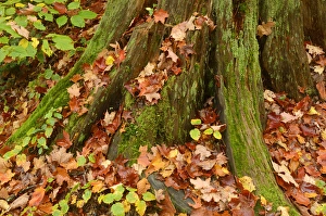 Canada, Ontario, Ragged Falls Provincial Park. Moss-covered tree trunk Canada, Ontario, Ragged Falls Provincial Park. Moss-covered tree trunk