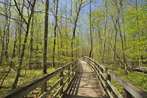 Canada, Ontario, Rondeau Provincial Park. Boardwalk through forest marsh. Credit as Canada, Ontario, Rondeau Provincial Park. Boardwalk through forest marsh. Credit as
