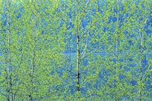 Canada, Ontario, Simon Lake Park Conservation Area. Trembling aspen foliage in spring Canada, Ontario, Simon Lake Park Conservation Area. Trembling aspen foliage in spring