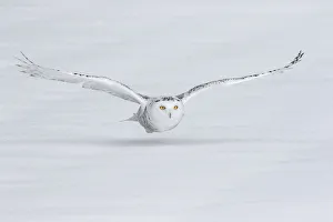 Canada, Ontario. Snowy owl flies low to ground Canada, Ontario. Snowy owl flies low to ground