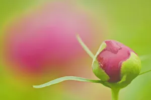 Canada. Peony flower bud close-up. Credit as: Mike Grandmaison / Jaynes Gallery / DanitaDelimont Canada. Peony flower bud close-up. Credit as: Mike Grandmaison / Jaynes Gallery / DanitaDelimont