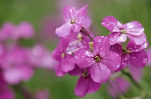 Canada, Prince Edward Island. Phlox flowers in rain Canada, Prince Edward Island. Phlox flowers in rain