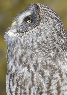 Canada, Quebec, Beauport. Great gray owl looking up Canada, Quebec, Beauport. Great gray owl looking up