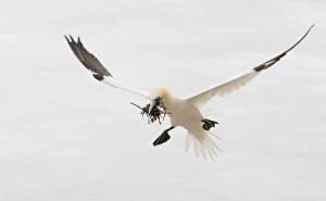 Canada, Quebec, Bonaventure Island. Northern gannet bird with nesting material landing Canada, Quebec, Bonaventure Island. Northern gannet bird with nesting material landing