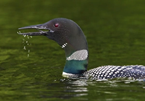 Canada, Quebec, Eastman. Common loon calling Canada, Quebec, Eastman. Common loon calling