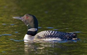 Canada, Quebec, Eastman. Common loon swimming Canada, Quebec, Eastman. Common loon swimming