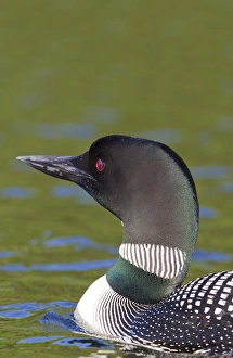 Canada, Quebec, Eastman. Common loon in water Canada, Quebec, Eastman. Common loon in water