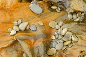 Canada, Quebec, Forillon National Park. Pebbles on seaweed Canada, Quebec, Forillon National Park. Pebbles on seaweed