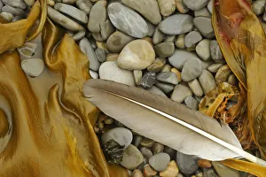 Canada, Quebec, Forillon National Park. Feather, seaweed and rocks along ocean shoreline Canada, Quebec, Forillon National Park. Feather, seaweed and rocks along ocean shoreline