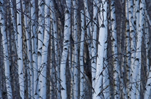 Canada, Quebec, Yamaska National Park. Gray birch forest Canada, Quebec, Yamaska National Park. Gray birch forest