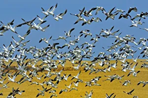 Canada, Saskatchewan, Beechy. Snow geese in flight Canada, Saskatchewan, Beechy. Snow geese in flight