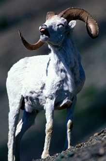 Canada, Yukon Territory, Kluane National Park, Full-curl Dalls Ram (Ovis dalli) Canada, Yukon Territory, Kluane National Park, Full-curl Dalls Ram (Ovis dalli)