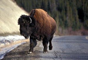 Canada, Yukon Territory, Whitehorse, Bison herd (Bos bison) along Alaska Highway Canada, Yukon Territory, Whitehorse, Bison herd (Bos bison) along Alaska Highway
