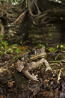 Cane Toad (Rhinella marina), Yasuni National Park, Amazon Rainforest, ECUADOR Cane Toad (Rhinella marina), Yasuni National Park, Amazon Rainforest, ECUADOR