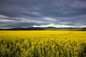 Canola field in morning light in the Flathead Valley of Montana, USA Canola field in morning light in the Flathead Valley of Montana, USA