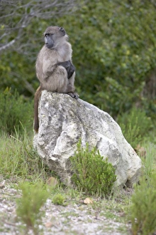 Cape baboon also called Chacma baboon sitting at alert Cape baboon also called Chacma baboon sitting at alert