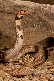 Cape Coral Snake Aspidelaps lubricus cowlesi Native to Southern Angola Habitat - Dry Cape Coral Snake Aspidelaps lubricus cowlesi Native to Southern Angola Habitat - Dry