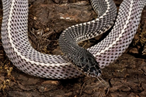 Cape File Snake Meheyla capensis Native to Southern Africa Cape File Snake Meheyla capensis Native to Southern Africa