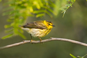 Cape May Warbler (Dendroica tigrina) juvenile male foraging during migration Cape May Warbler (Dendroica tigrina) juvenile male foraging during migration