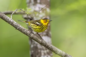 Cape May warbler (Dendroica tigrina) male foraging Cape May warbler (Dendroica tigrina) male foraging