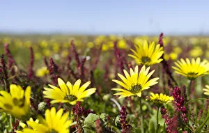 Capeweed or plain treasureflower, cape dandelion, cape marigold (Arcotheca calendula) Capeweed or plain treasureflower, cape dandelion, cape marigold (Arcotheca calendula)
