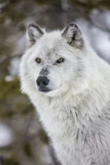 Captive gray wolf portrait at the Grizzly and Wolf Discovery Center in West Yellowstone Captive gray wolf portrait at the Grizzly and Wolf Discovery Center in West Yellowstone
