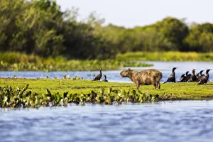 A Capybara rests in warm light on a river bank near a flock of cormorants in the Brazilian Pantanal A Capybara rests in warm light on a river bank near a flock of cormorants in the Brazilian Pantanal