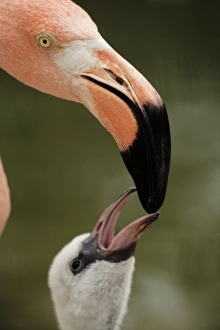 Caribbean Flamingo feeding chick with crop milk (Phoenicopterus ruber ruber Caribbean Flamingo feeding chick with crop milk (Phoenicopterus ruber ruber