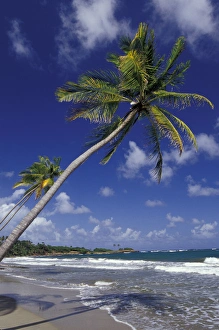 CARIBBEAN, Grenada Palm trees lining coastline CARIBBEAN, Grenada Palm trees lining coastline