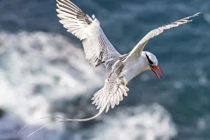 Caribbean, Little Tobago Island. Red-billed tropicbird in flight Caribbean, Little Tobago Island. Red-billed tropicbird in flight