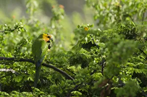 Caribbean Parakeet or Brown-throated Parakeet (Aratinga pertinax xanthogenia) Caribbean Parakeet or Brown-throated Parakeet (Aratinga pertinax xanthogenia)