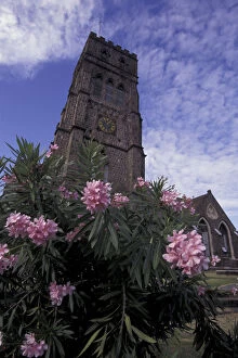 Images Dated 6th November 2003: CARIBBEAN, St. Kitts Tropical flowers, old brick church tower