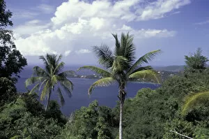 Images Dated 6th November 2003: CARIBBEAN, St. Thomas Magens Beach through palm trees