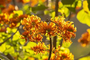 Caribbean, Tobago. Close-up of flame tree blossoms. Credit as Caribbean, Tobago. Close-up of flame tree blossoms. Credit as