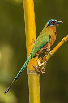 Caribbean, Tobago. Motmot bird on limb. Credit as: Cathy Caribbean, Tobago. Motmot bird on limb. Credit as: Cathy