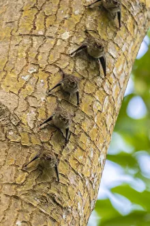 Caribbean, Trinidad, Caroni Swamp. Bats lined up on tree Caribbean, Trinidad, Caroni Swamp. Bats lined up on tree
