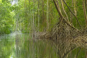 Caribbean, Trinidad. Caroni Swamp scenic. Credit as: Cathy Caribbean, Trinidad. Caroni Swamp scenic. Credit as: Cathy