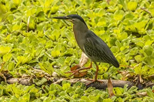 Caribbean, Trinidad. Striated heron close-up. Credit as Caribbean, Trinidad. Striated heron close-up. Credit as